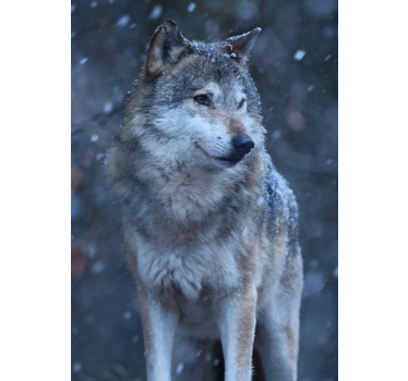 Realistisches Poster Wolf im Schnee - TenStickers