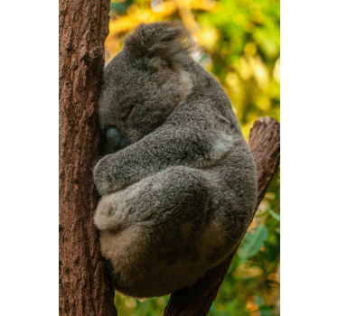 Poster Teenagerzimmer Koala Design - TenStickers