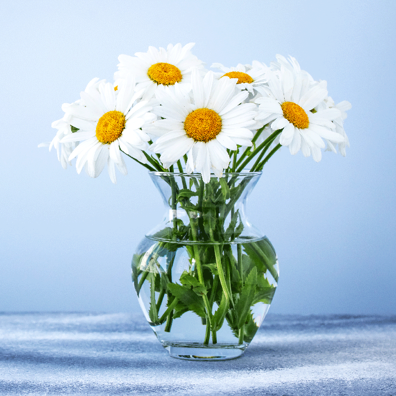 Poster wohnzimmer gänseblümchen in glaspots - TenStickers