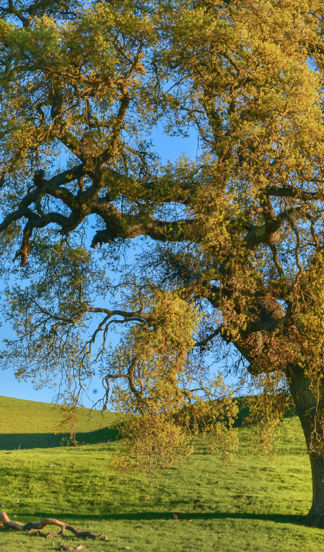Poster baum 3d design eines naturbaums - TenStickers