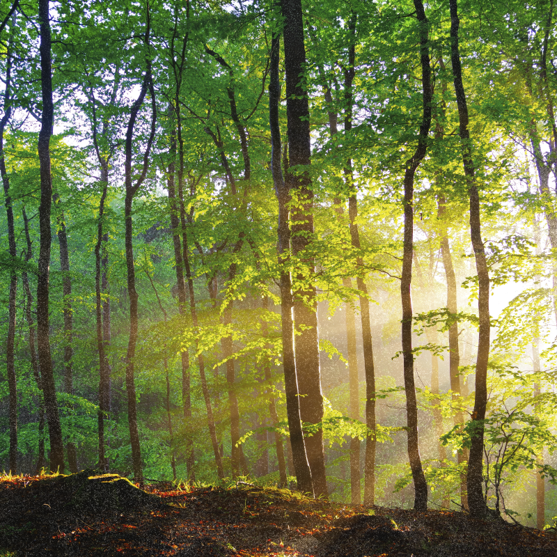Poster baum natürliches licht im wald - TenStickers
