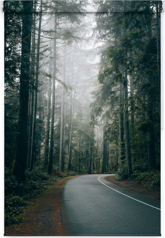 Poster baum nebeliger kiefernweg - TenStickers