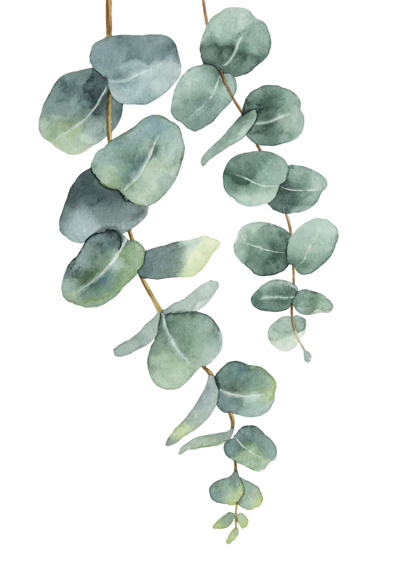 Poster baum eukalyptuszweige - TenStickers