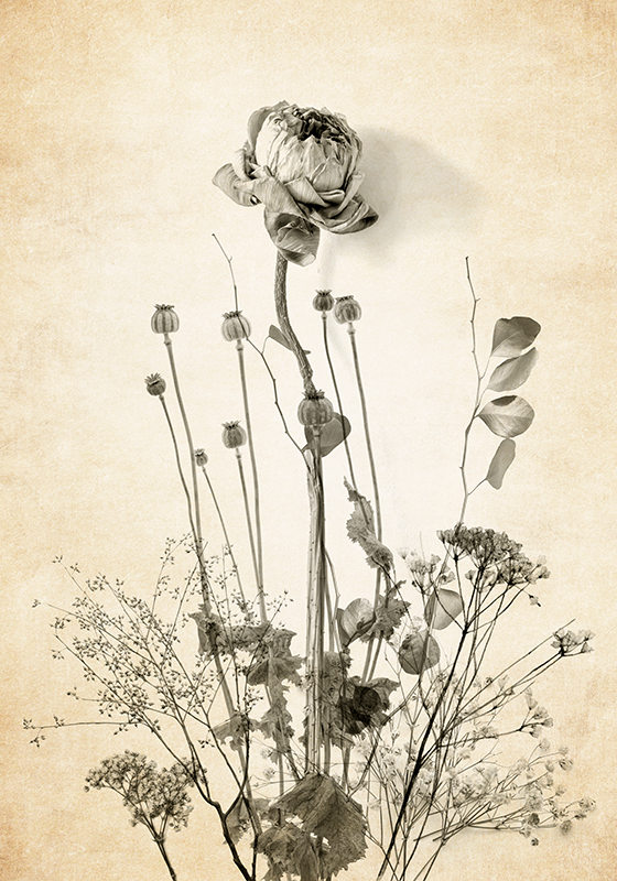 Poster pflanzen blumenstrauß auf beigem hintergrund - TenStickers