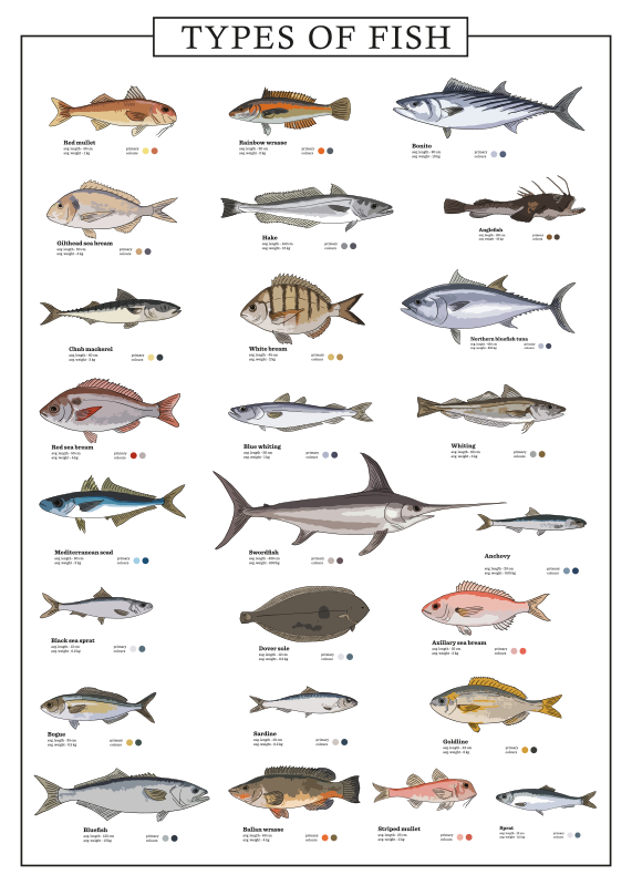 Fischposter Fische der Welt - TenStickers