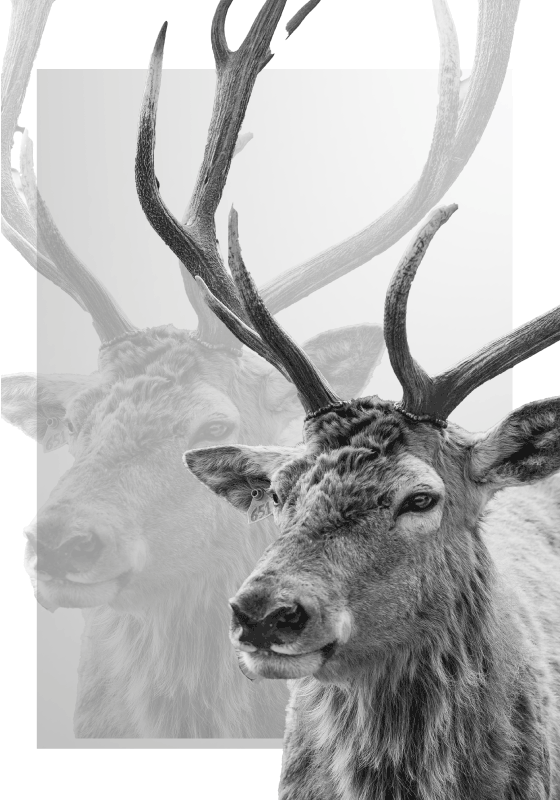 Schwarz-weißes Rentier-Poster - TenStickers
