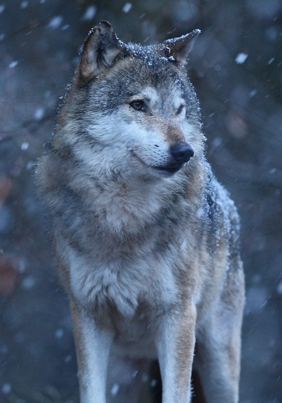 Poster Wolf im Schnee realistisch - TenStickers