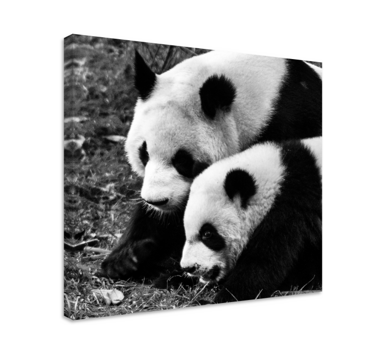 Wandbild tier panda paar umarmung - TenStickers
