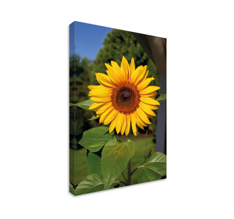 Leinwandbild sonnenblumenblüte im sonnenschein - TenStickers