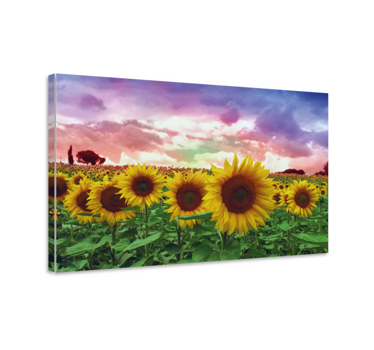 Leinwandbild lebendiges sonnenblumenfeld - TenStickers