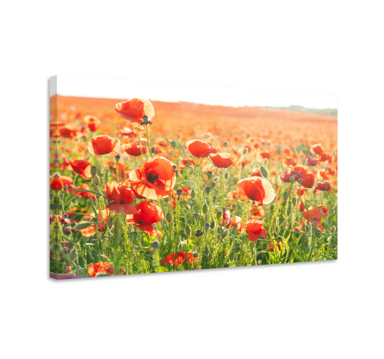 Leinwandbild feld der mohnblumen - TenStickers