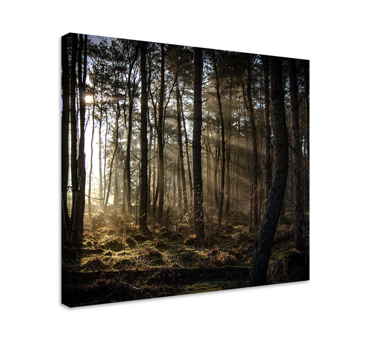 Wandbilder Landschaft zauberwald-szene - TenStickers
