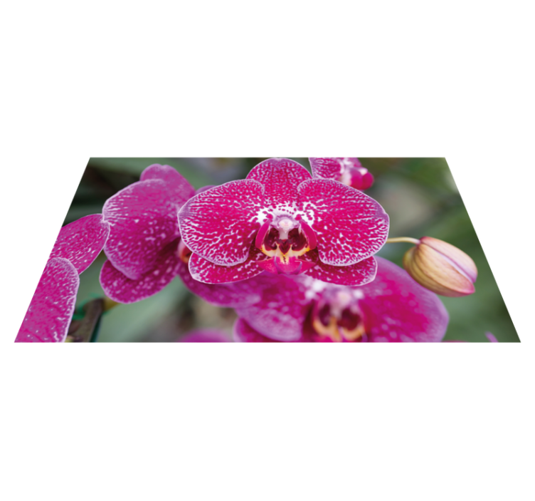 Vinyl Teppich Blumen leuchtende orchideenblüten - TenStickers