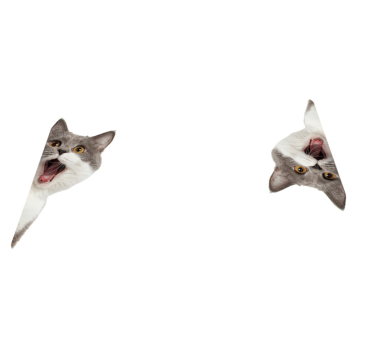 Vinyl teppich tiere katze auf weißem hintergrund - TenStickers