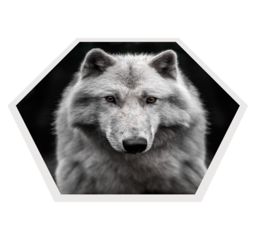 Vinyl Teppich Tiere wolfsporträt - TenStickers