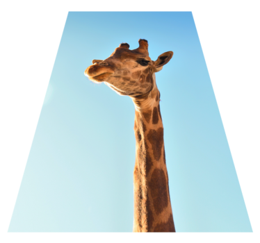 Vinyl Teppich Tiere giraffen-kopfschuss - TenStickers