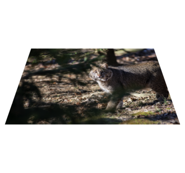 Vinyl Teppich Tiere wildkatzenszene - TenStickers