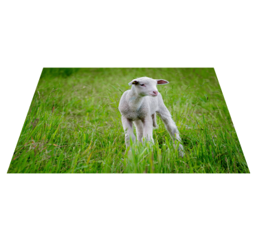 Vinyl Teppich Tiere baby-lamm stehend - TenStickers