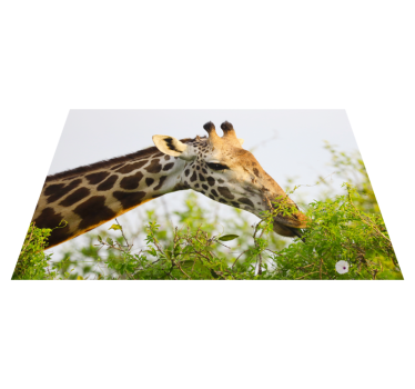 Vinyl Teppich Tiere giraffe isst gemüse - TenStickers