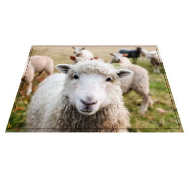 Vinyl Teppich Tiere lockiges schafsgesicht - TenStickers