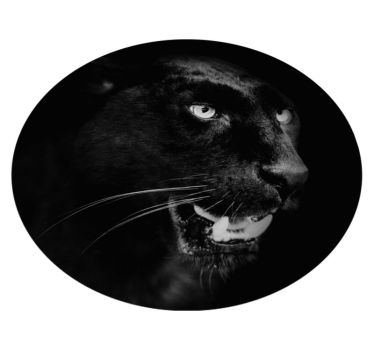 Vinylteppich Tier schwarzer Panther Porträt - TenStickers