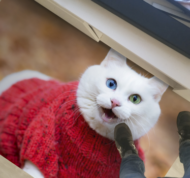 Vinyl Teppich Tiere verspielter katzenpullover - TenStickers