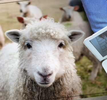 Vinyl Teppich Tiere lockiges schafsgesicht - TenStickers