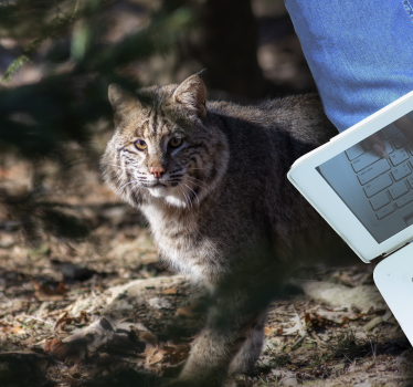Vinyl Teppich Tiere wildkatzenszene - TenStickers
