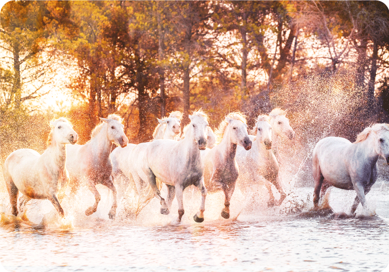 Vinyl teppich tiere wildpferde im warmen sonnenuntergang - TenStickers