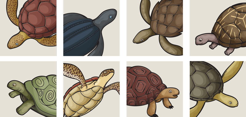 Vinyl teppich tiere mit verschiedenen schildkrötenmotiven - TenStickers