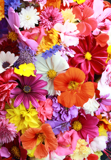 Vinyl teppich blumen mit vielen bunten blumen - TenStickers