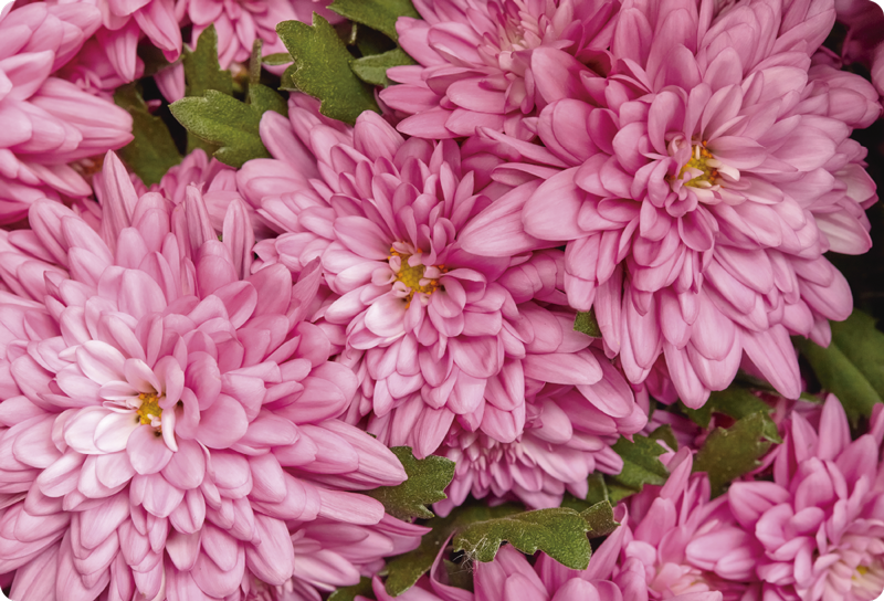Vinyl teppich blumen in pinken blüten frühling - TenStickers