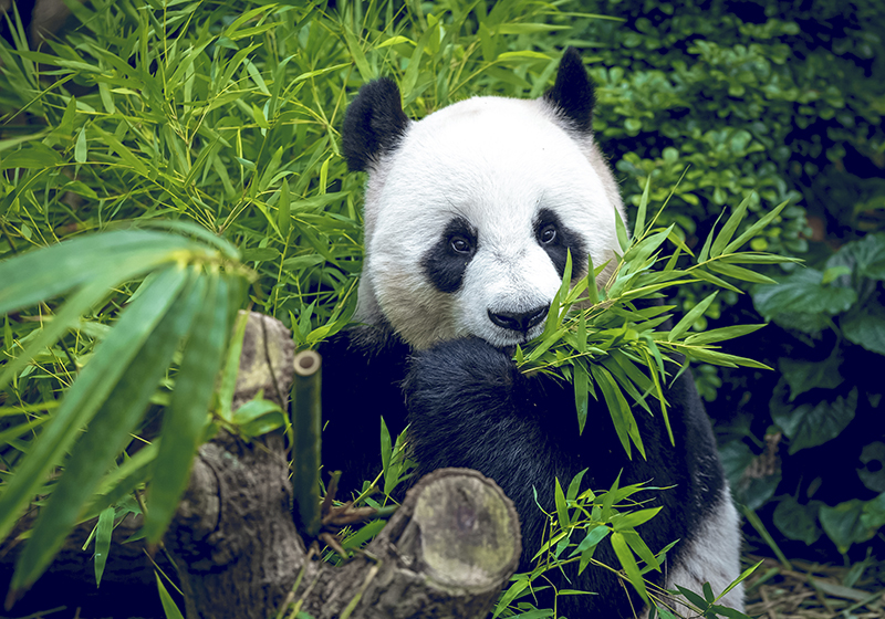 Vinyl teppich grün mit schattigem panda - TenStickers