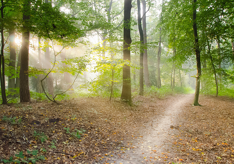 Vinyl teppich grün waldweg gelassenheit - TenStickers