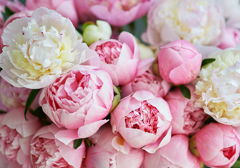 Vinyl teppich rosa strauß aus pinken rosen - TenStickers