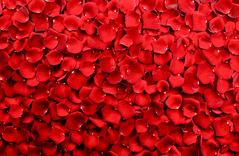 Vinyl teppich blumen rote blütenpracht - TenStickers