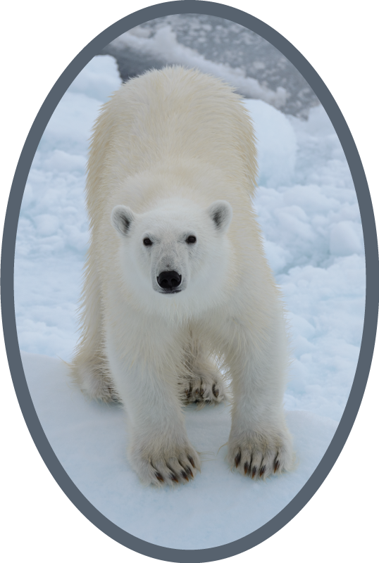 Vinyl Teppich Tiere eisbärbild - TenStickers