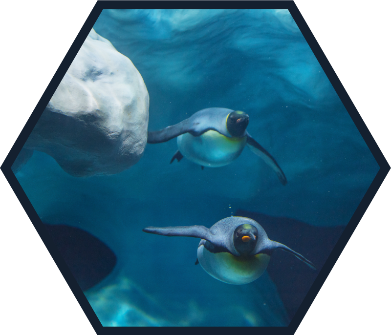 Vinyl Teppich Tiere pinguin-schwimmszene - TenStickers