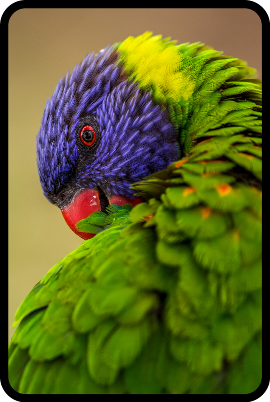 Vinyl Teppich Tiere buntes papageienporträt - TenStickers