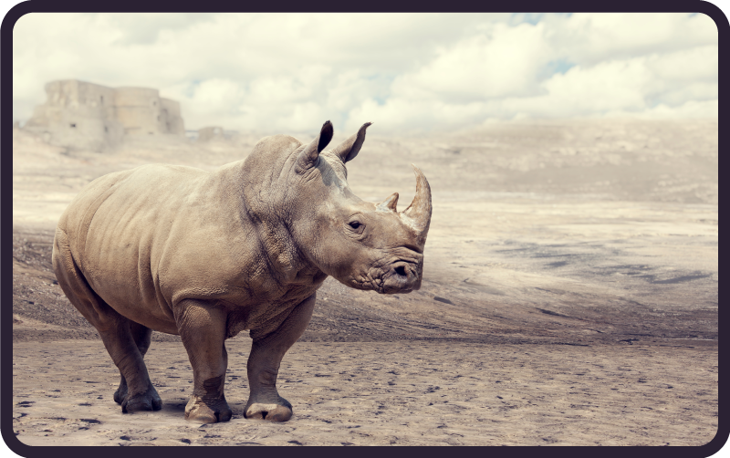 Vinylteppich Tiere Wildes nashorn - TenStickers