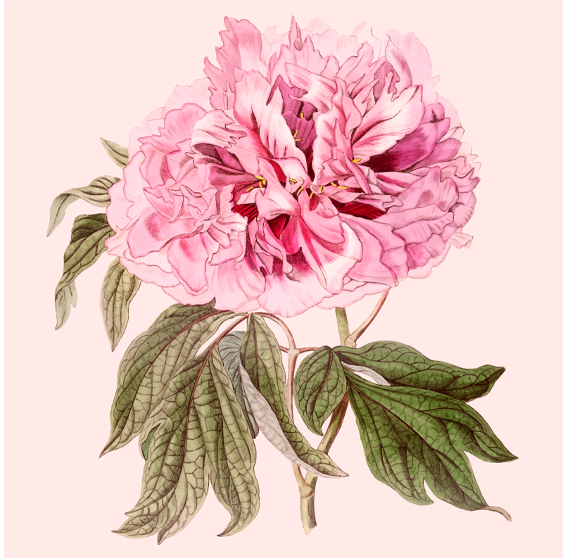Vinyl teppich blumen pfingstrose pink - TenStickers