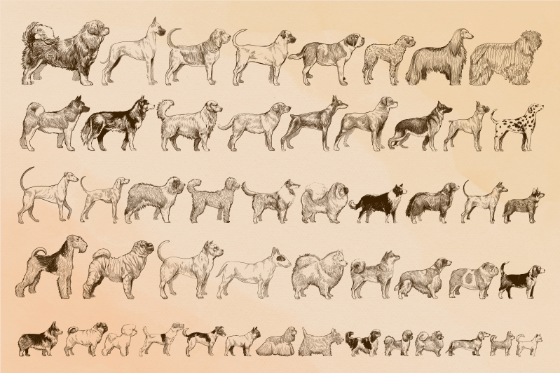 Vinyl Teppich Tiere beige hundeillustrationen - TenStickers