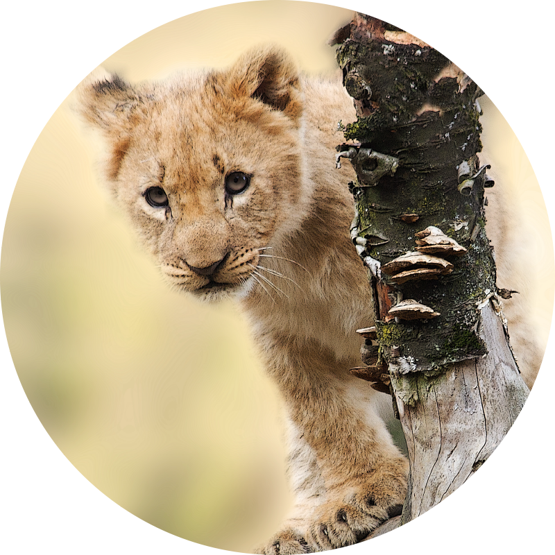 Vinyl Teppich Tiermuster neugieriges löwenjunges - TenStickers