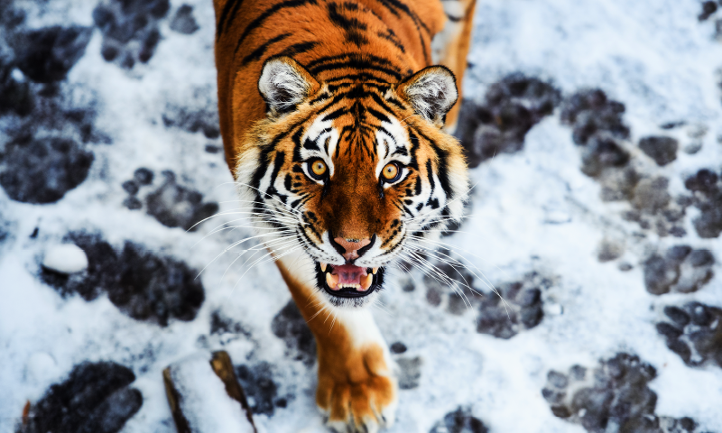 Vinyl Teppich Tiere wilde tigerhaltung - TenStickers
