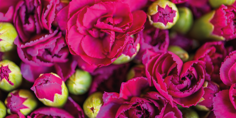 Vinyl teppich blumen lebendige blumenmuster - TenStickers