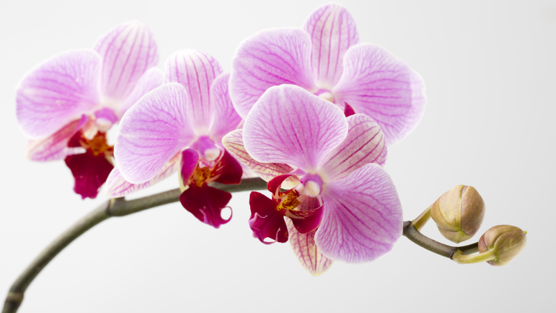 Vinyl Teppich Blumen rosa orchideen-design - TenStickers