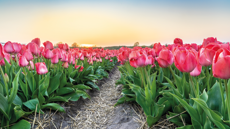 Vinyl Teppich Blumen tulpenfeld perspektive - TenStickers