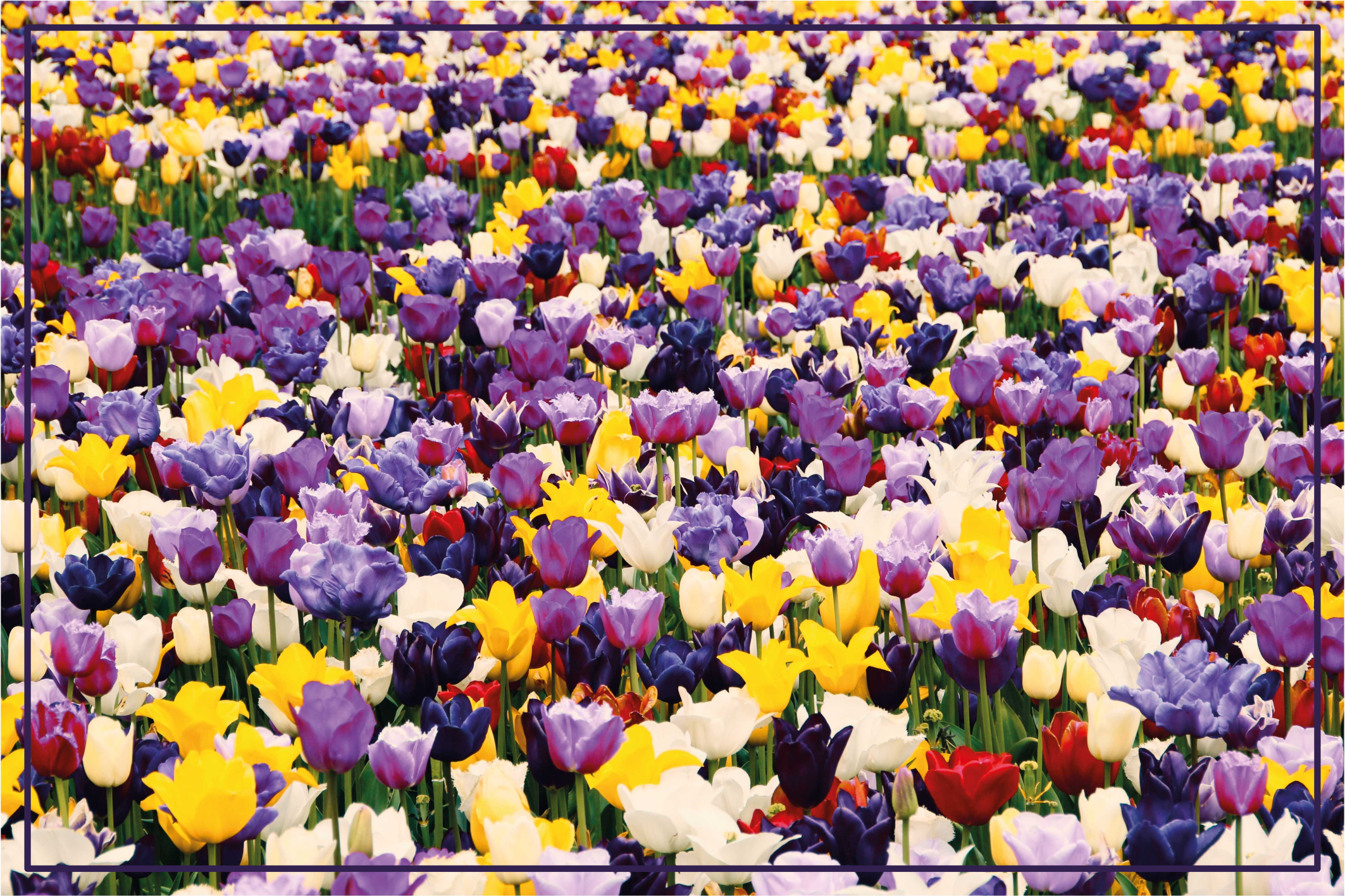 Vinyl teppich blumen farbenfrohe realistische explosion - TenStickers