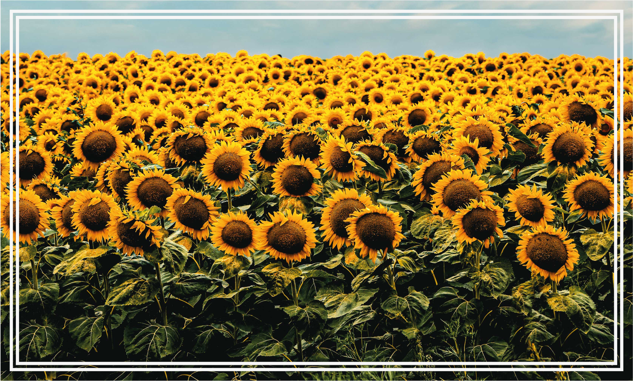 Vinyl Teppich Blumen sonnenblumenwiese - TenStickers