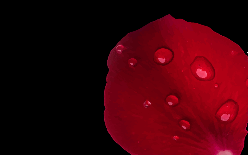 Vinyl Teppich Wohnzimmer glamour mit roten blütenblättern - TenStickers